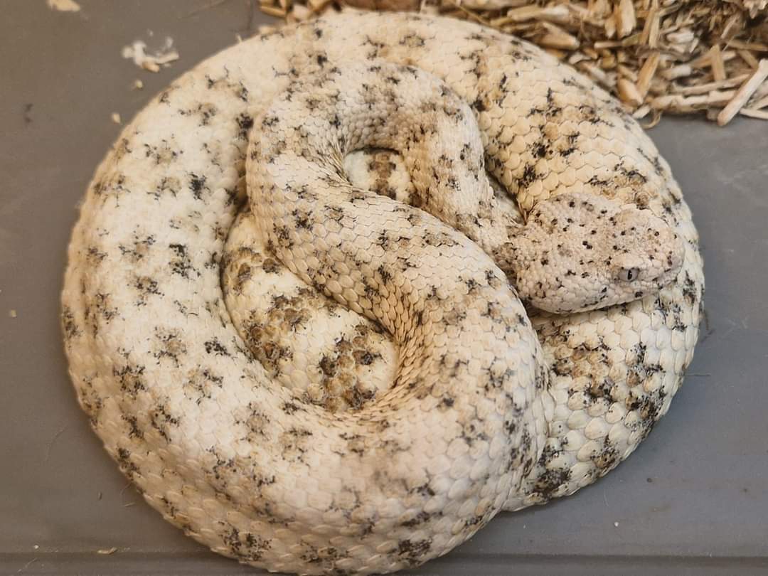 Spectacled Rattlesnake