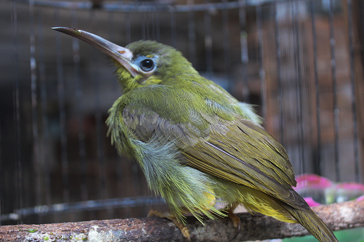 Spectacled spiderhunter (Arachnothera flavigaster)