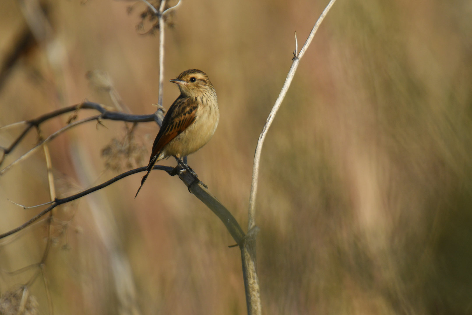 Spectacled Tyrant Hymenops perspicillatus
