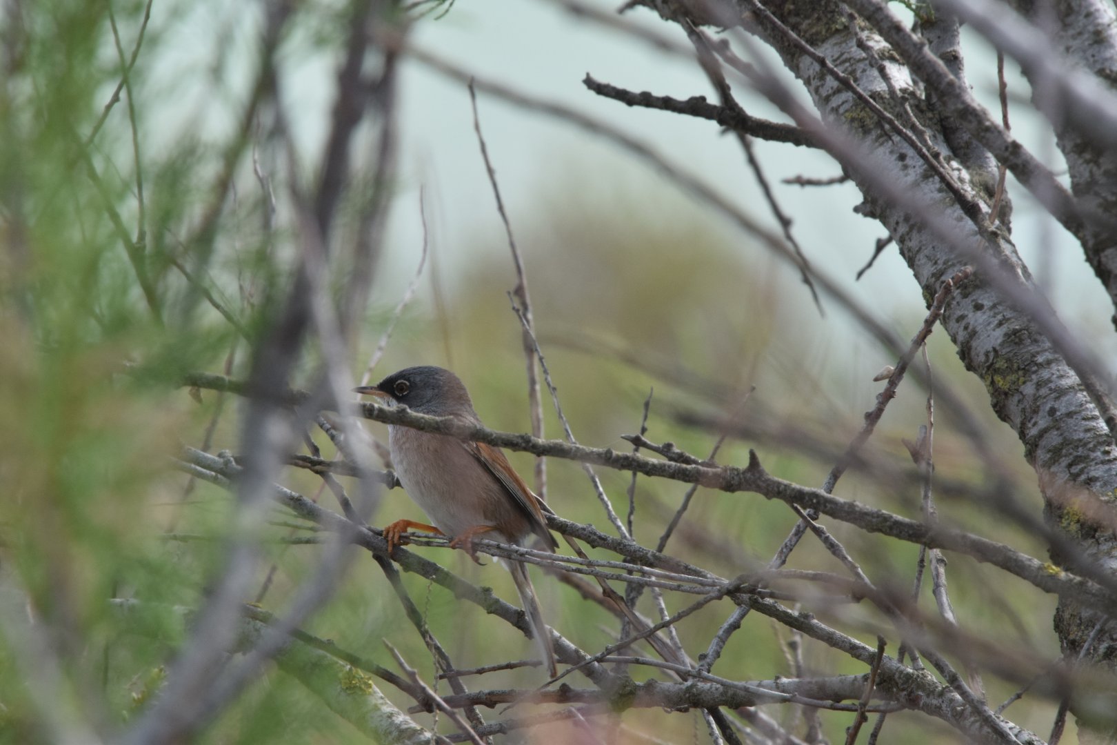 Spectacled warbler - Camarque