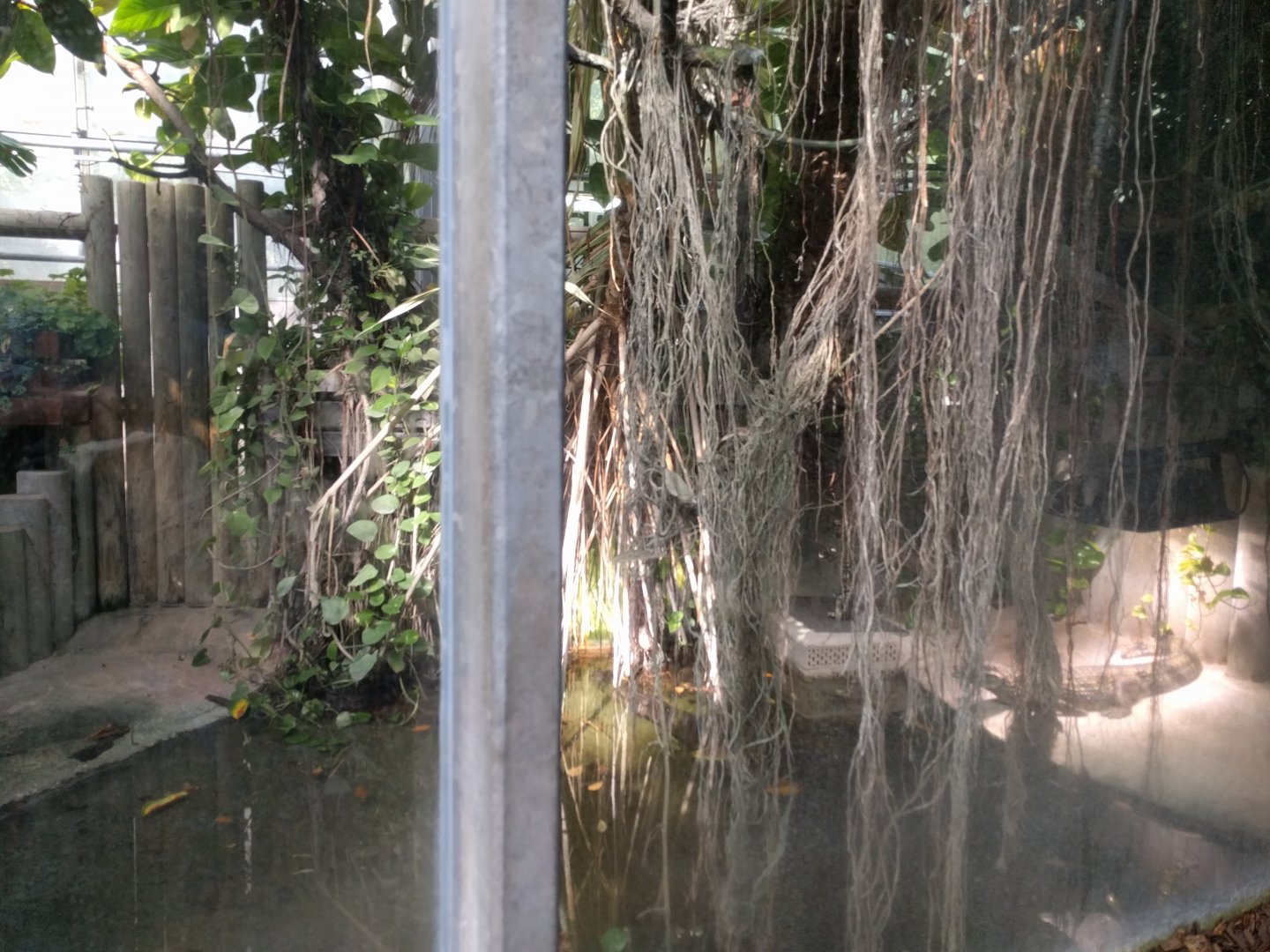 Spectaclet caiman Enclosure