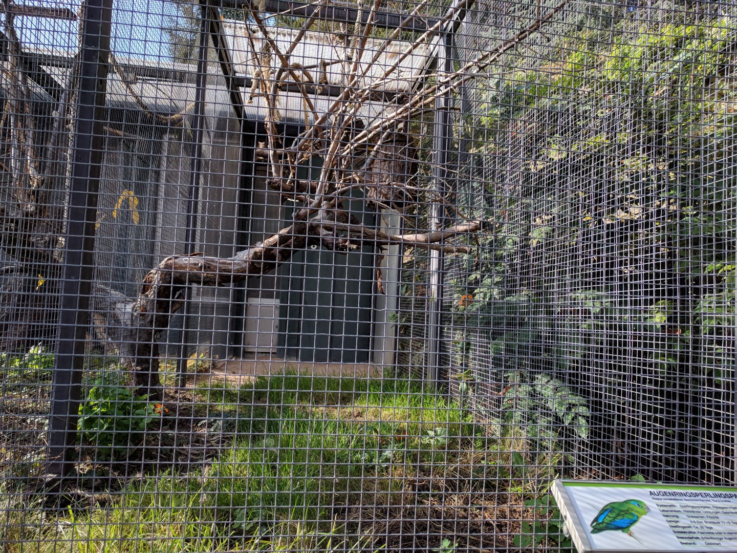 Spectaclet parrotlet Aviary