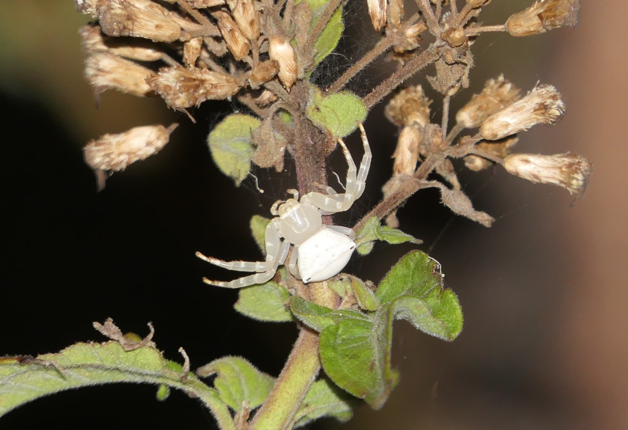 Spectacular Crab Spider (Thomisus spectabilis)