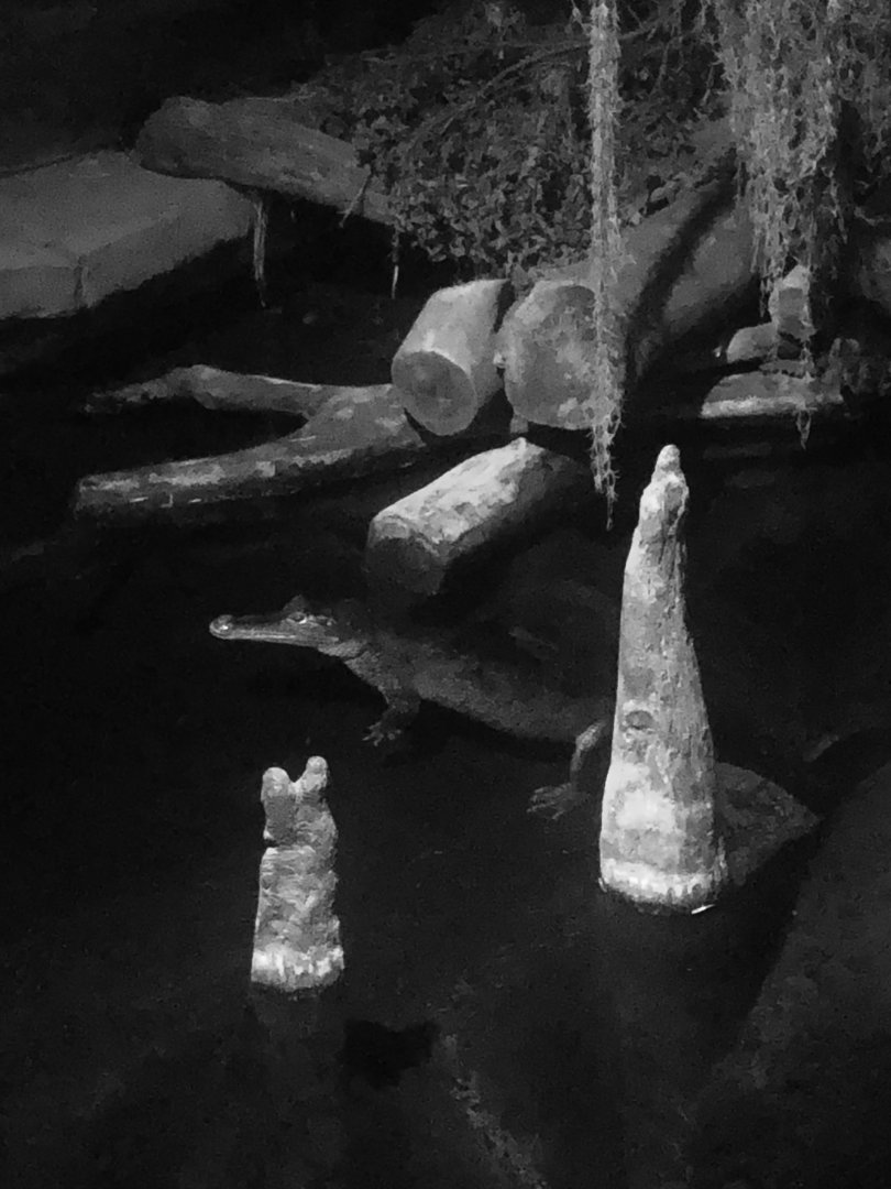 Spectacular spectacled caiman