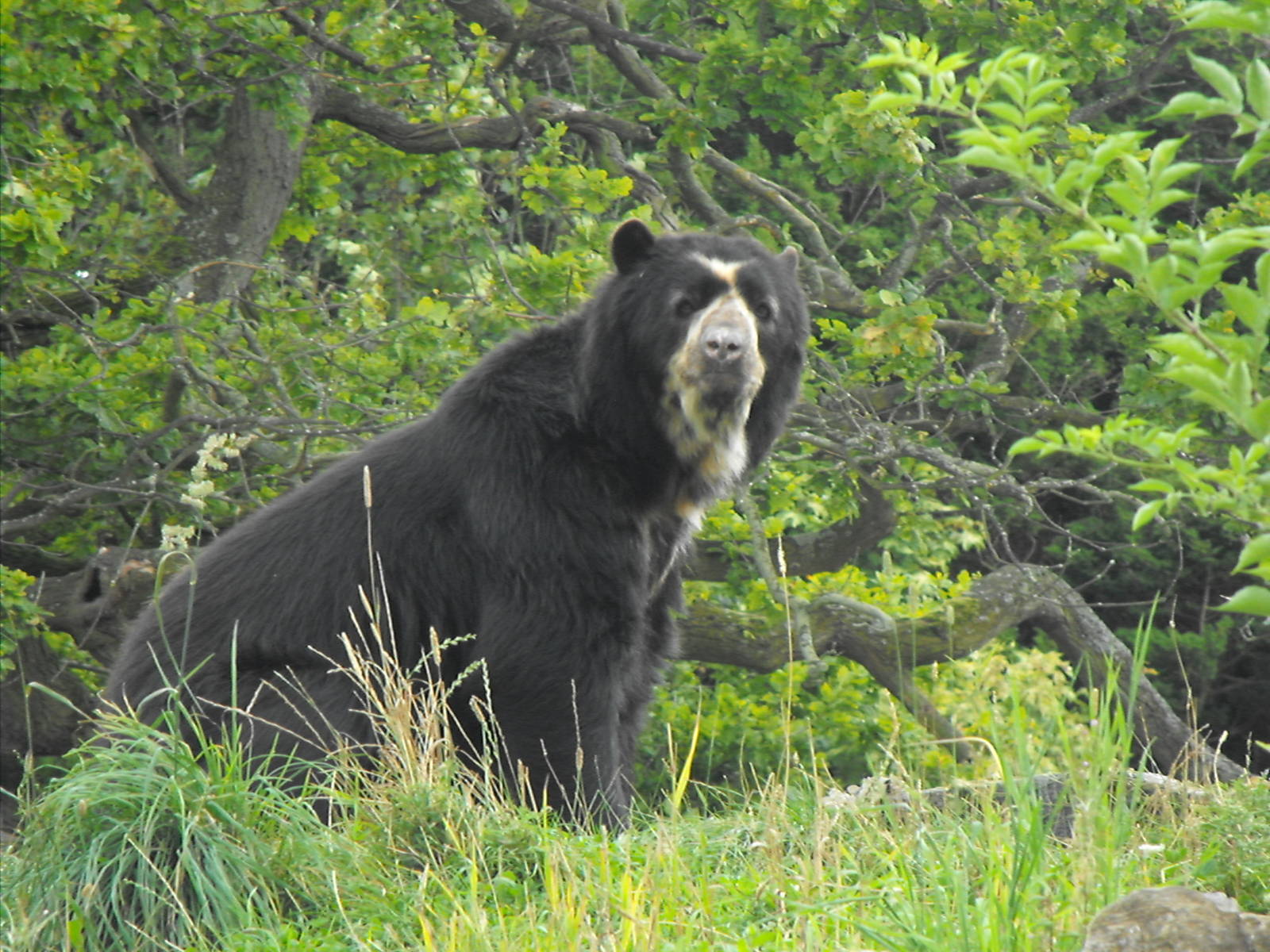 Spectaled Bear Male