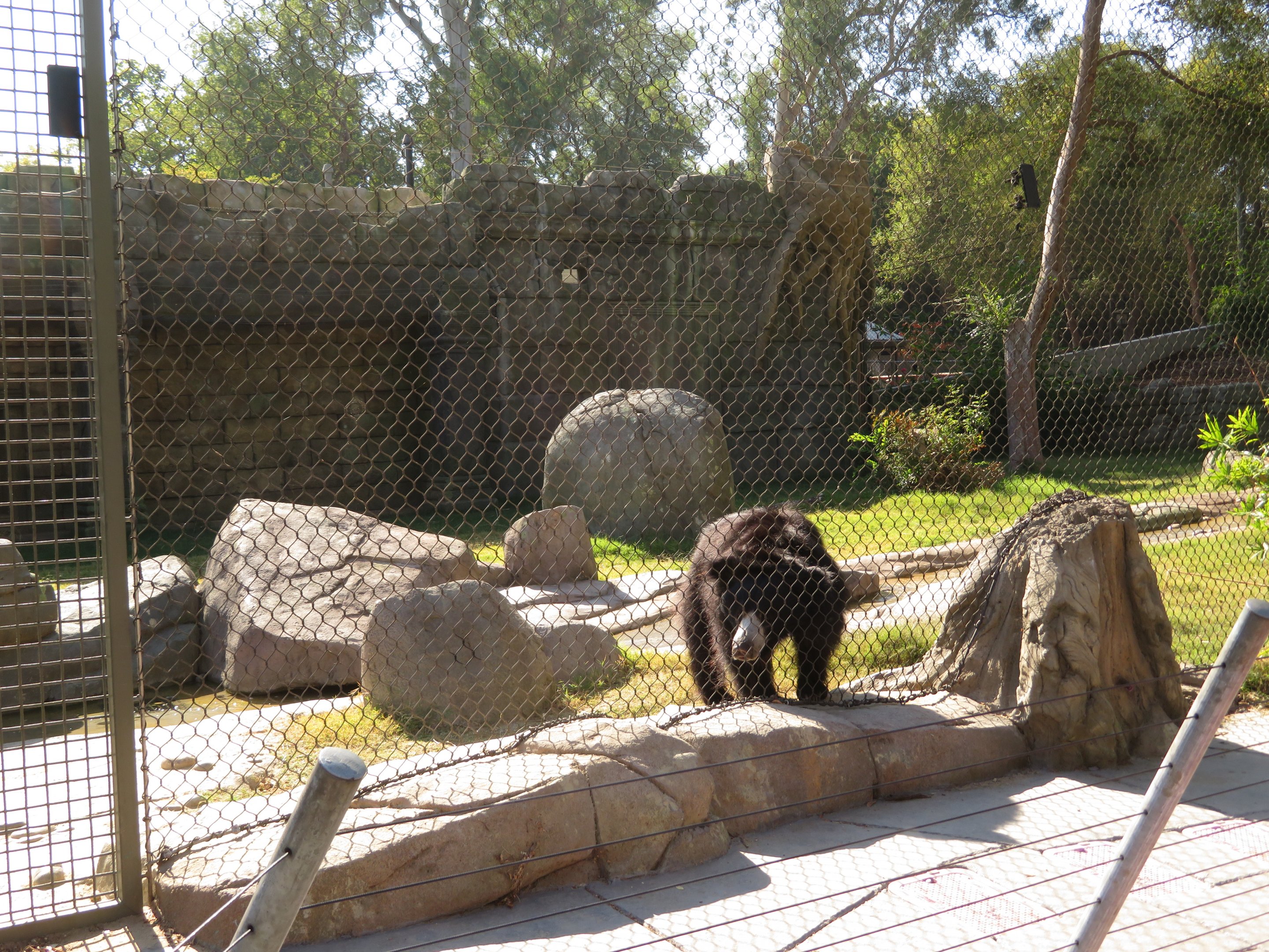 Spectating Sloth Bear