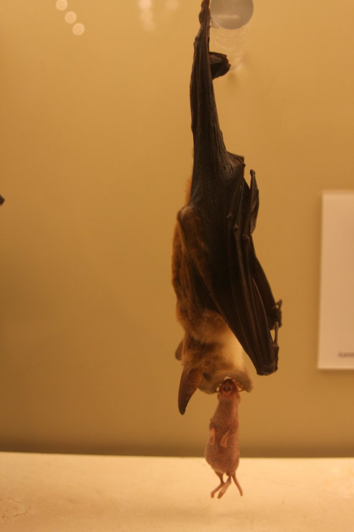 spectral bat (Vampyrum spectrum)