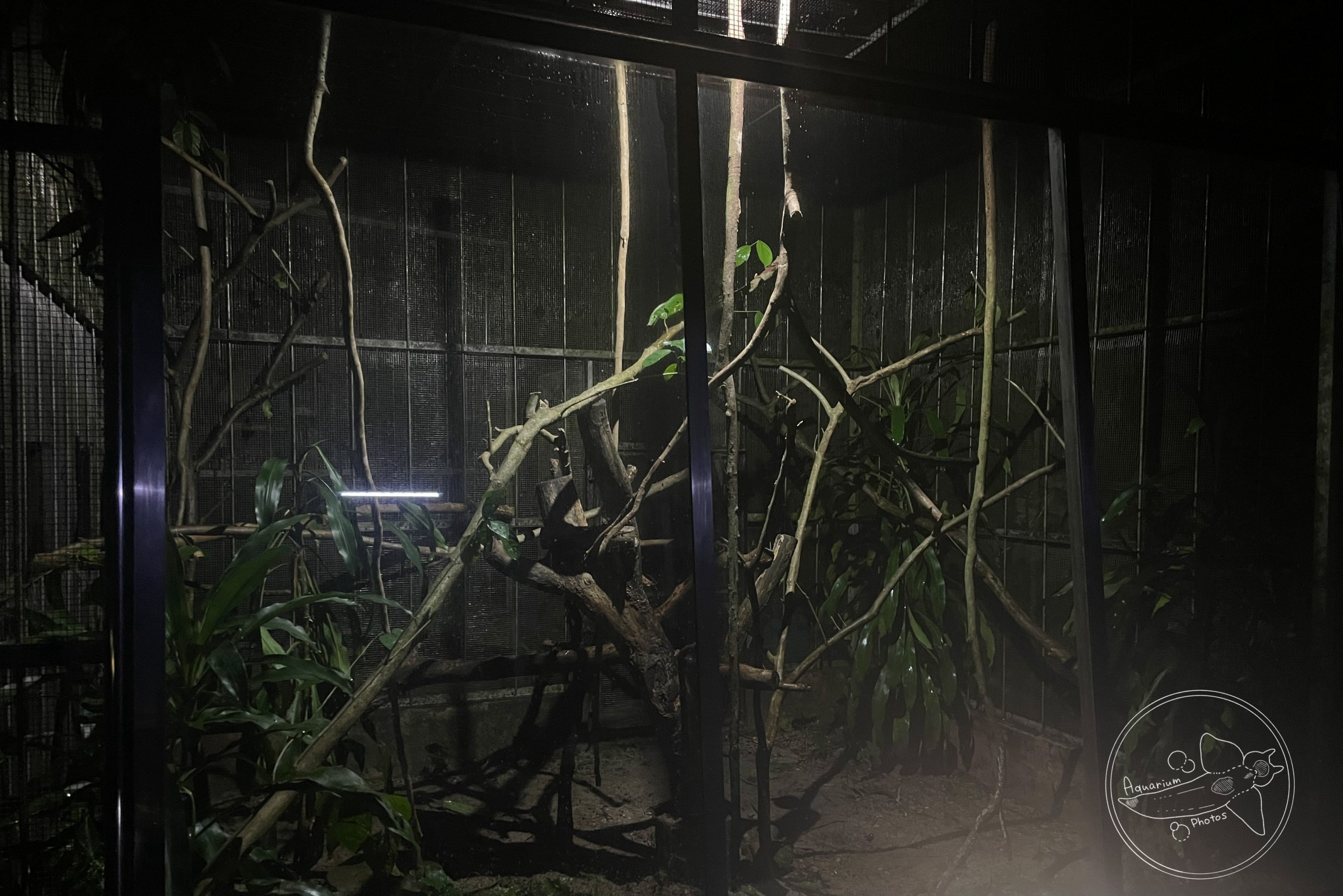 Spectral Tarsier Exhibit