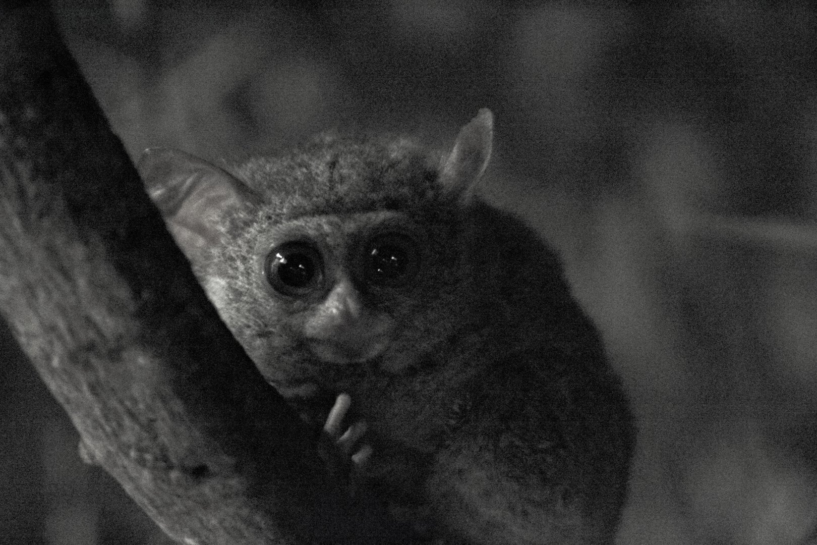 "Spectral" tarsier, Tarsier tarsius