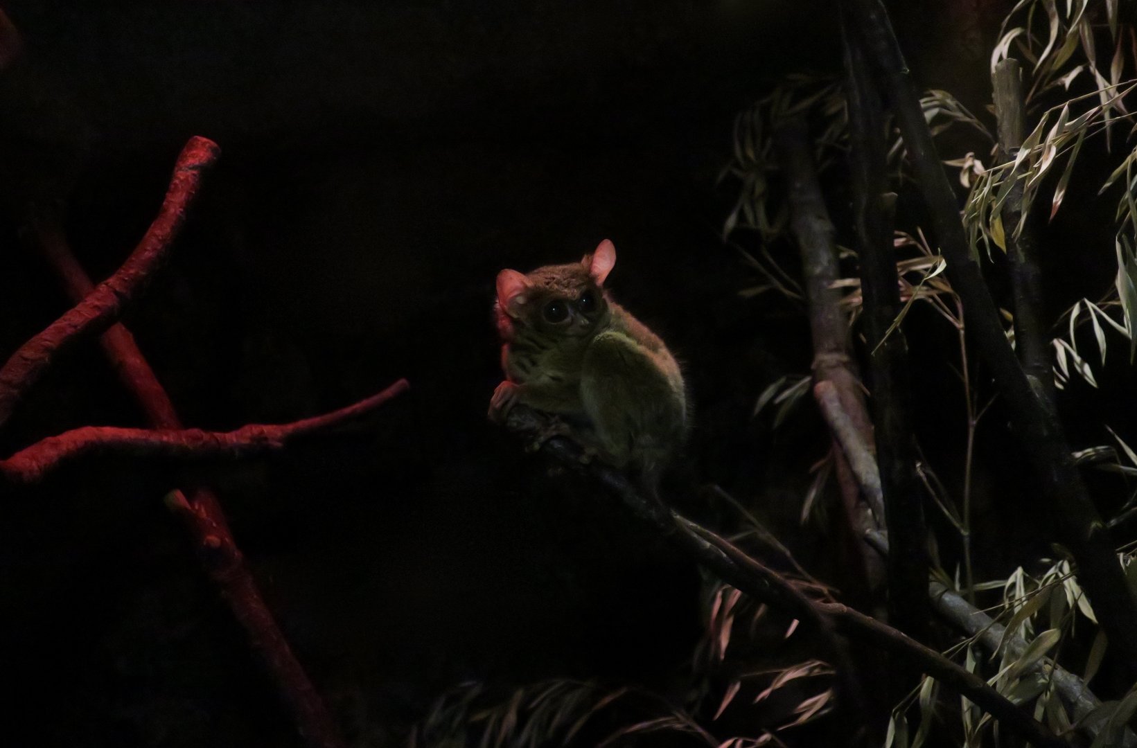 Spectral Tarsier (Tarsius spectrum sensu lato)