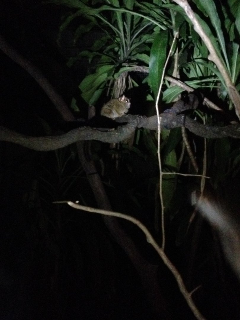 Spectral Tarsier (Tarsius spectrum)