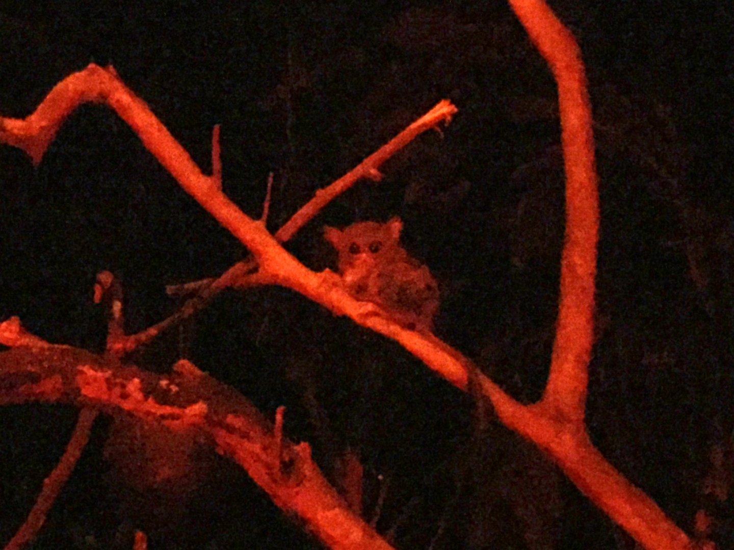 spectral tarsier (Tarsius spectrum)