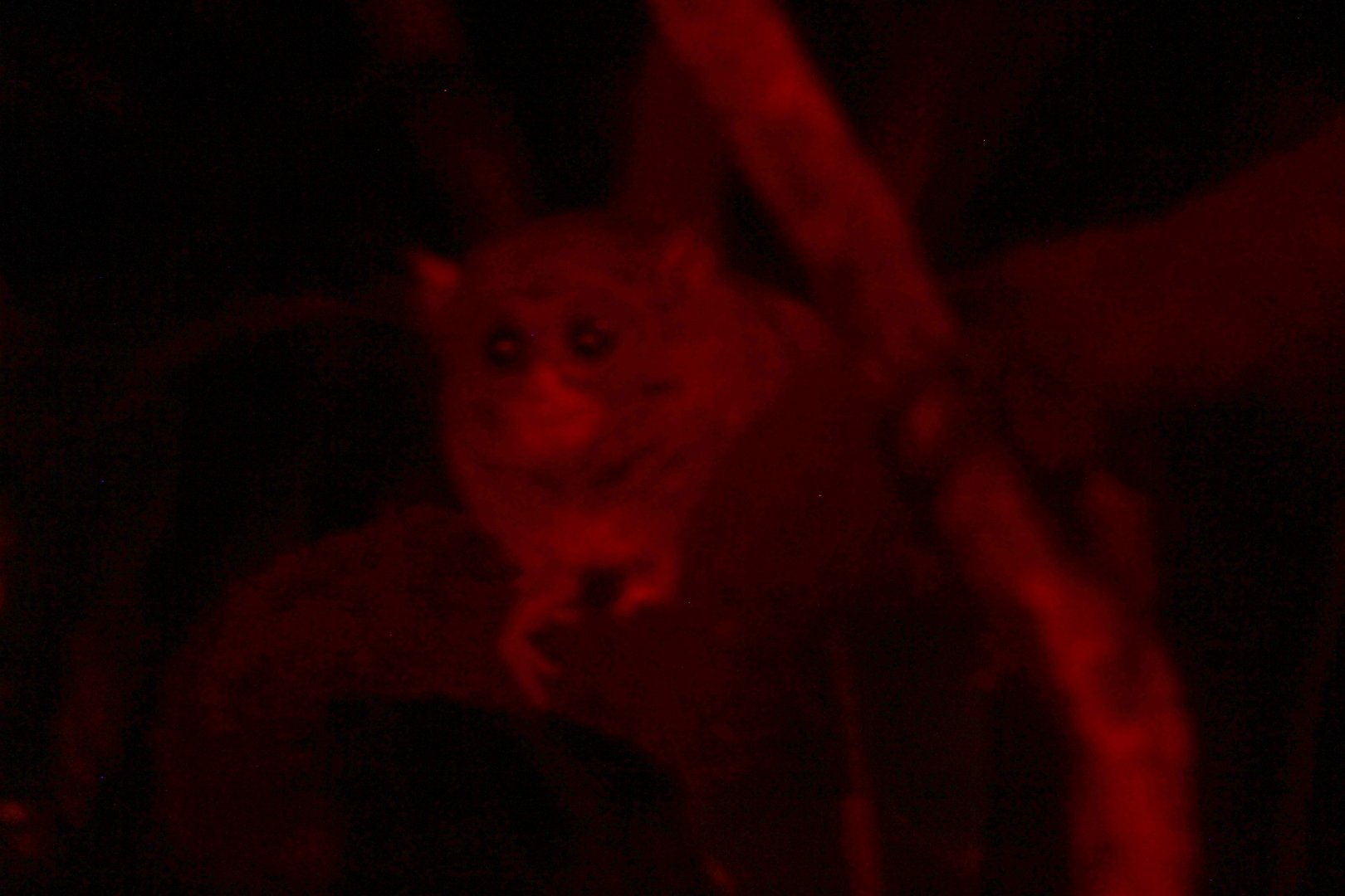 spectral tarsier (Tarsius spectrum)