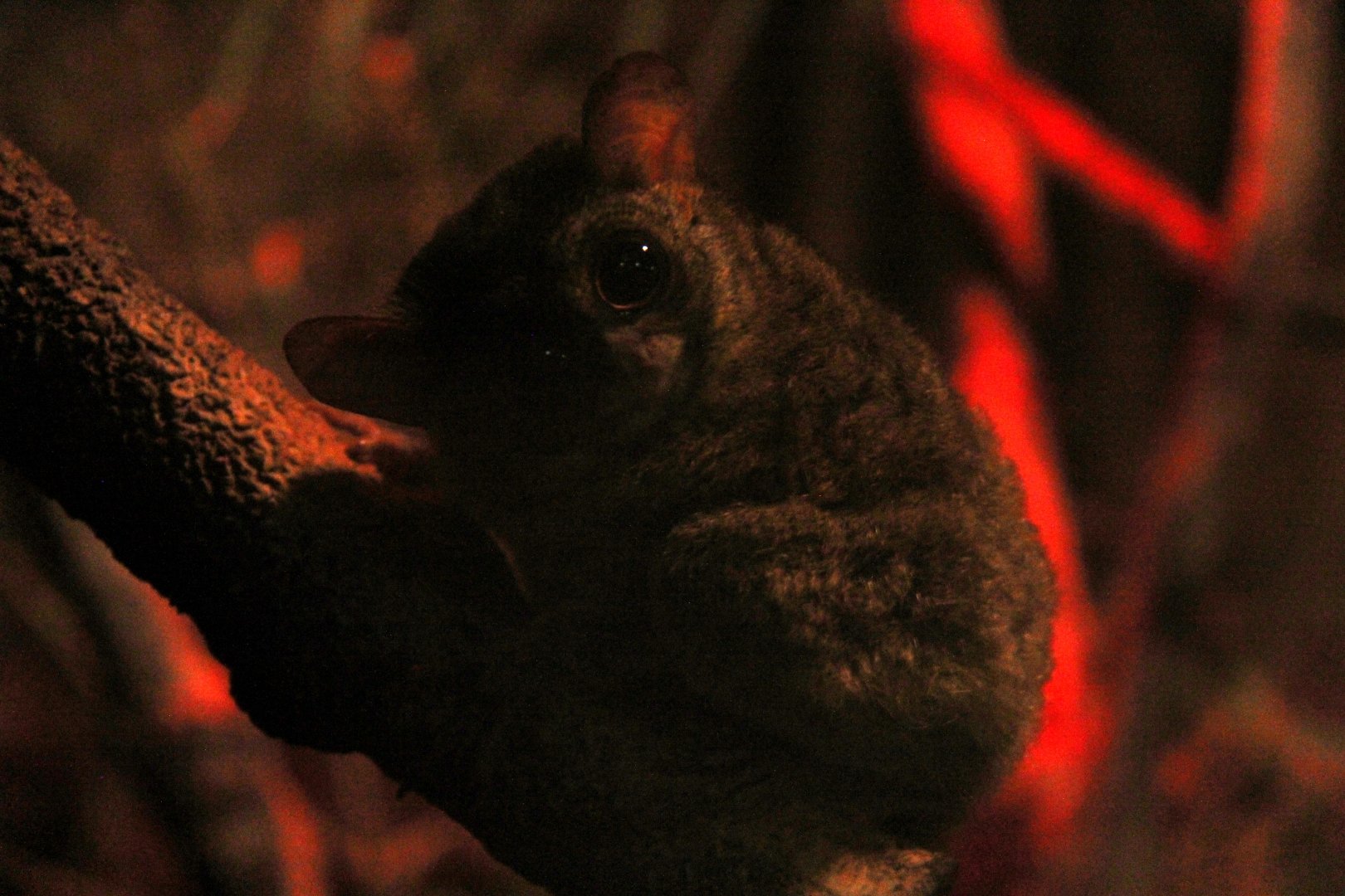 spectral tarsier (Tarsius spectrum)