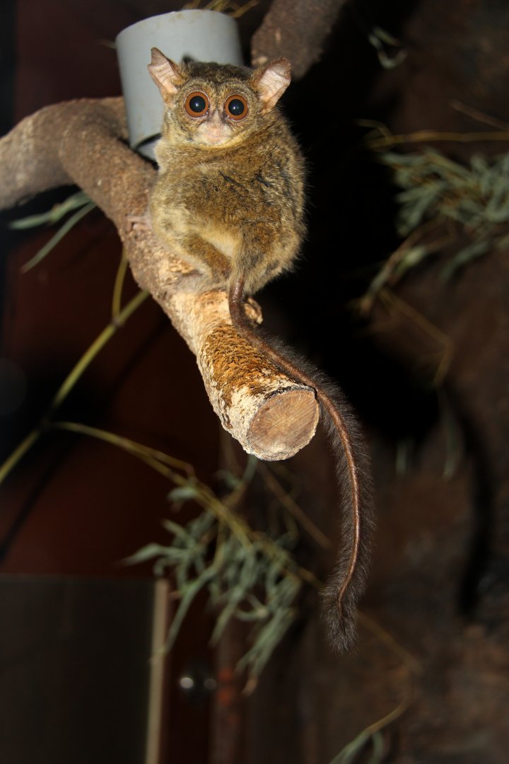 spectral tarsier (Tarsius spectrum)