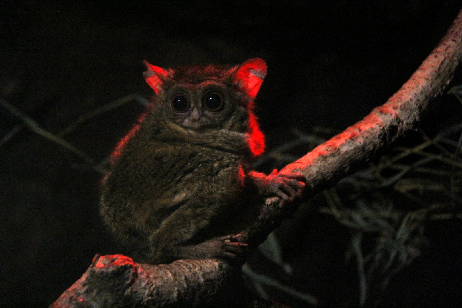 spectral tarsier (Tarsius spectrum)