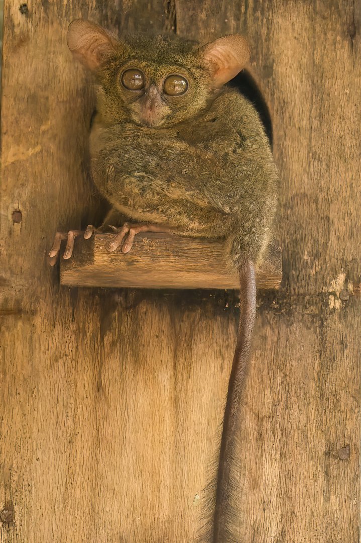 Spectral Tarsier - Tarsius spectrum