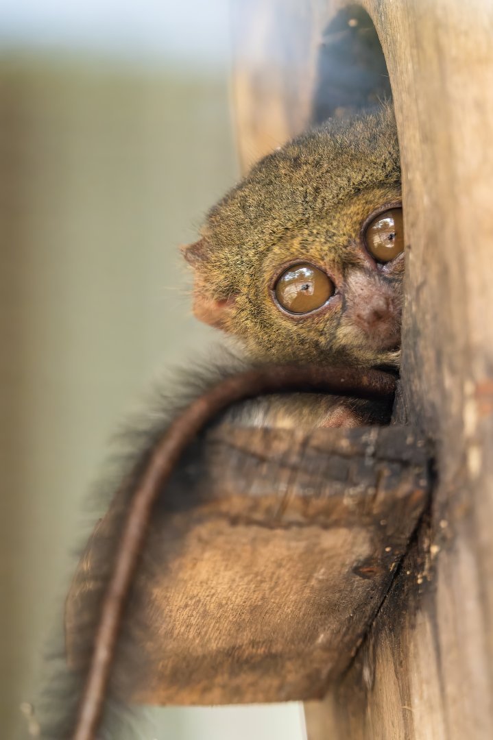 Spectral Tarsier - Tarsius spectrum