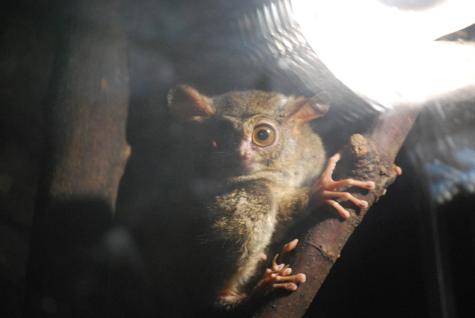 Spectral tarsier (Tarsius tarsier)