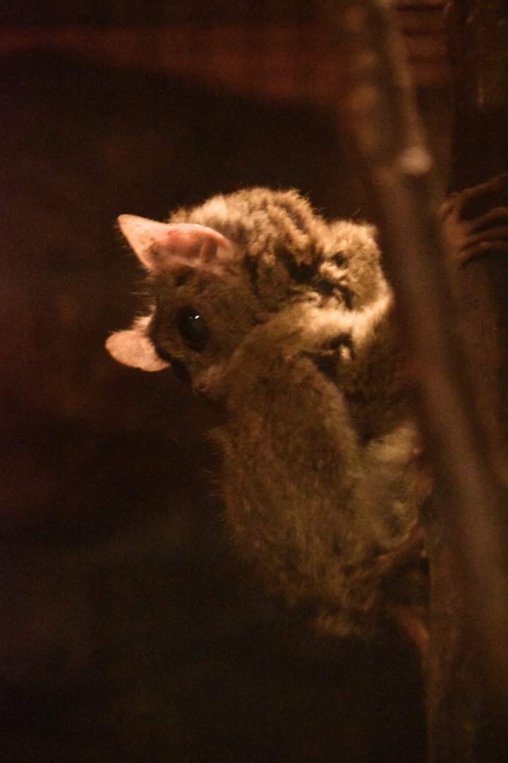 Spectral tarsier (Tarsius tarsier)