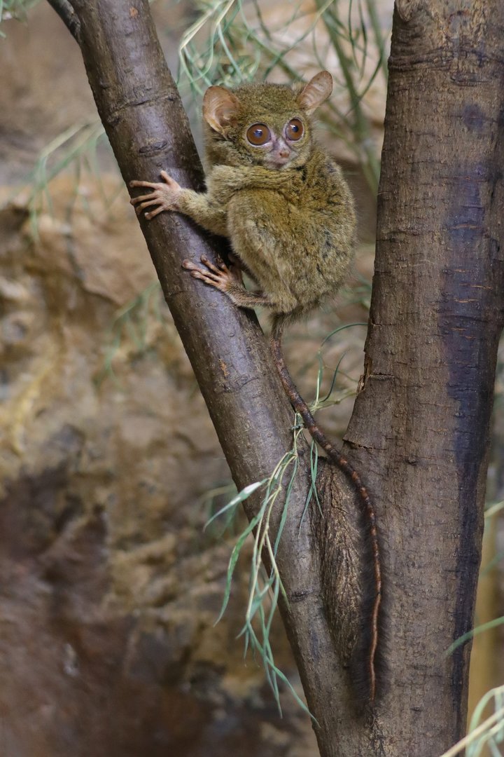 Spectral tarsier (Tarsius tarsier)