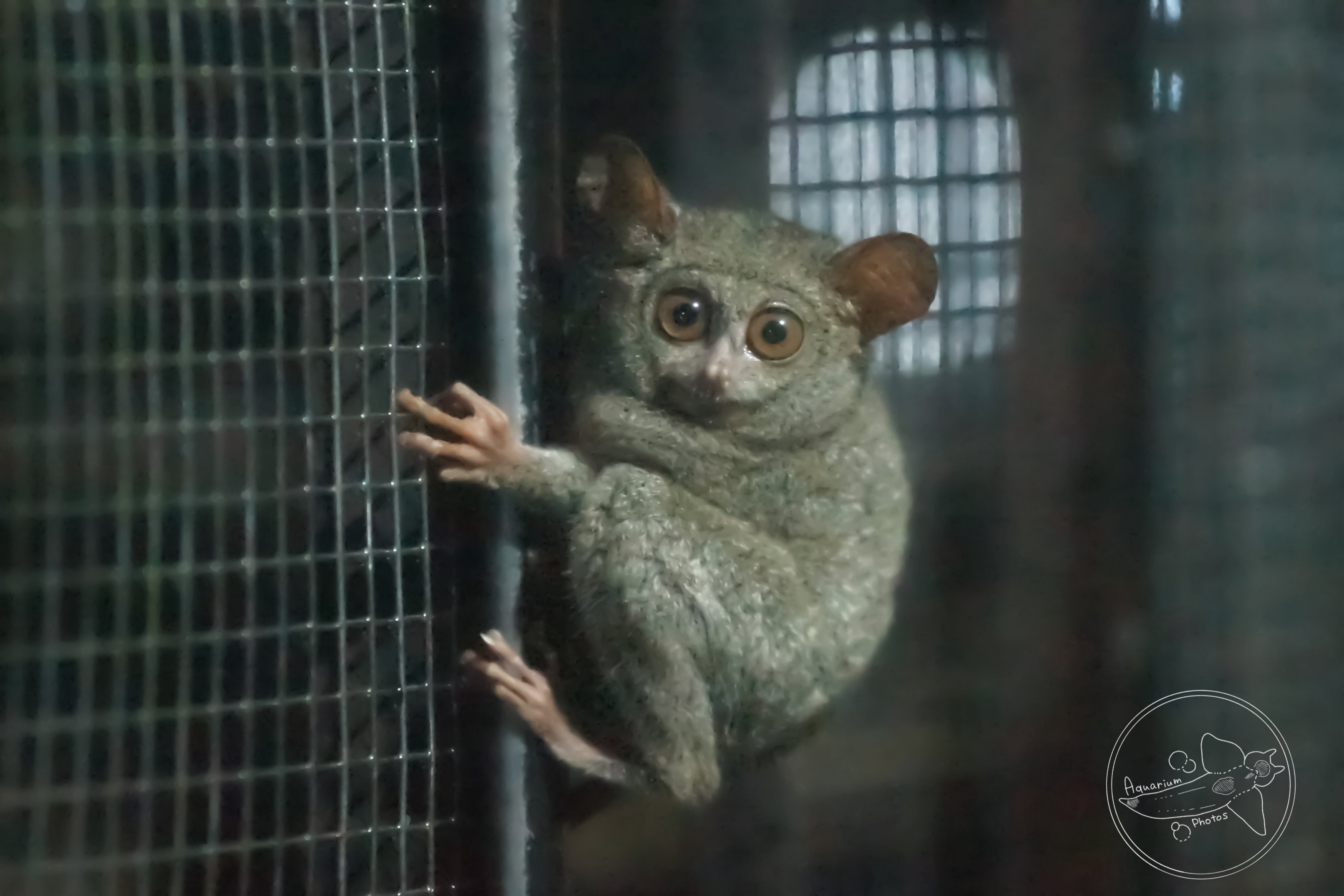 Spectral Tarsier (Tarsius tarsier)