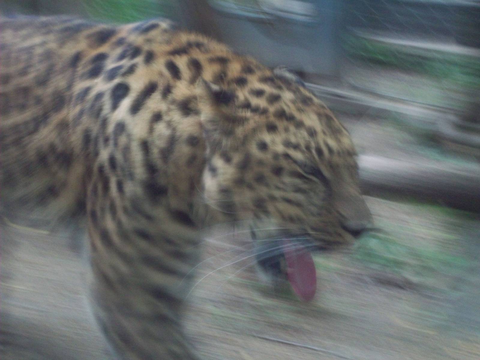 Speedy Amur Leopard