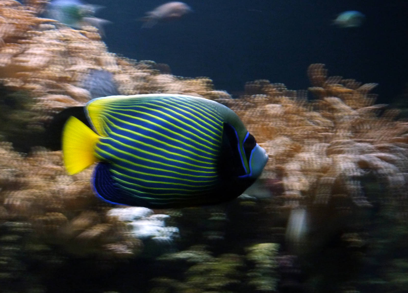 Speedy Emperor angelfish
