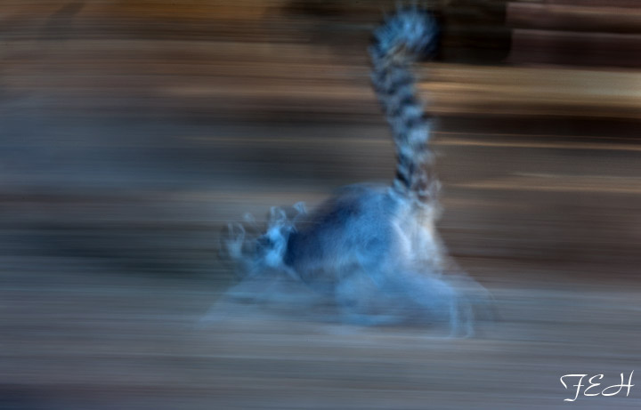 speedy lemur