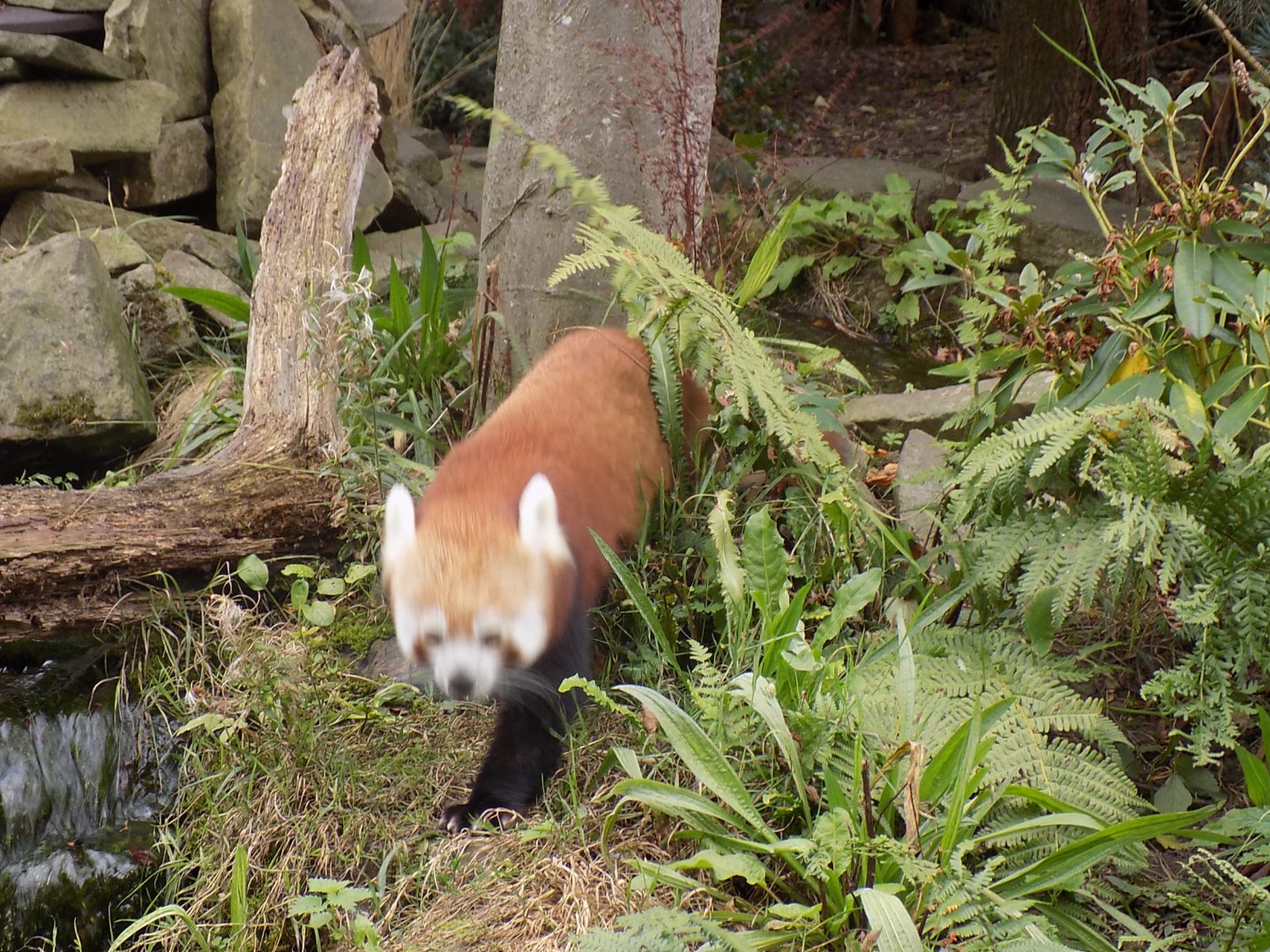 Speedy Little Nepalese Red Panda