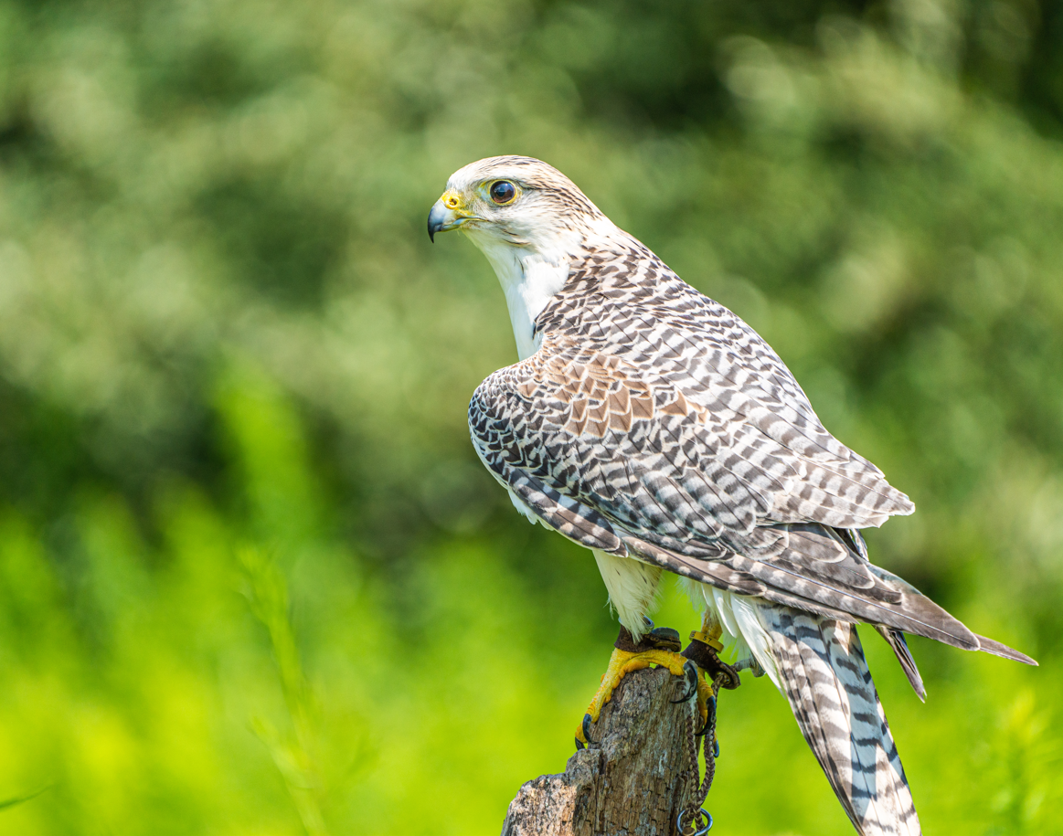 Speedy the male Gyrfalcon