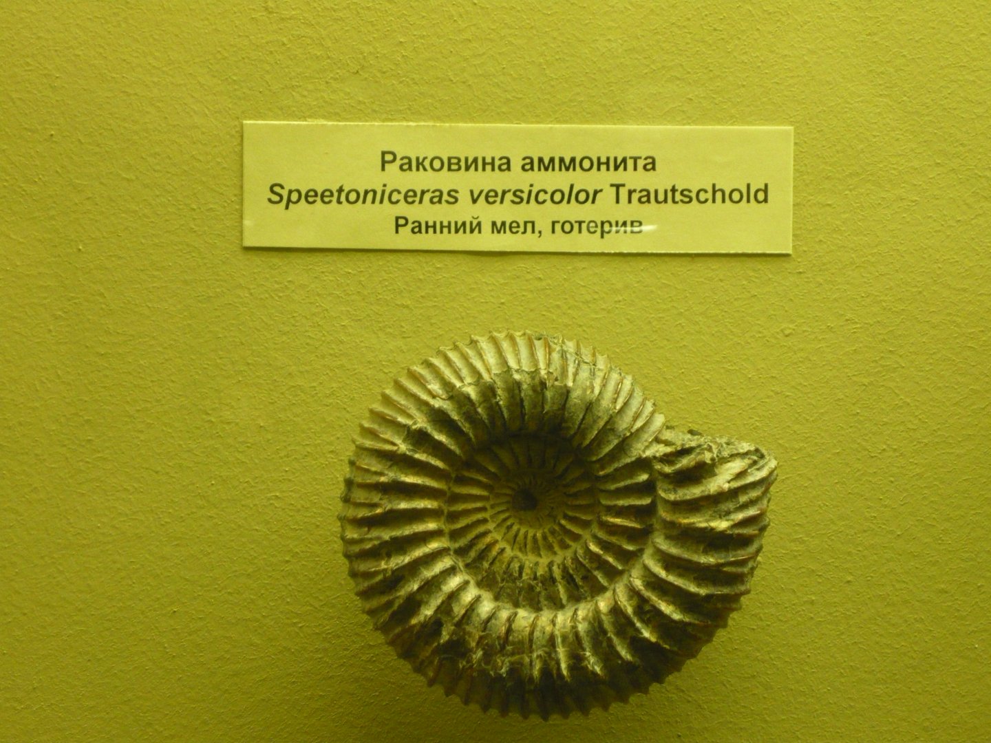 Speetoniceras versicolor