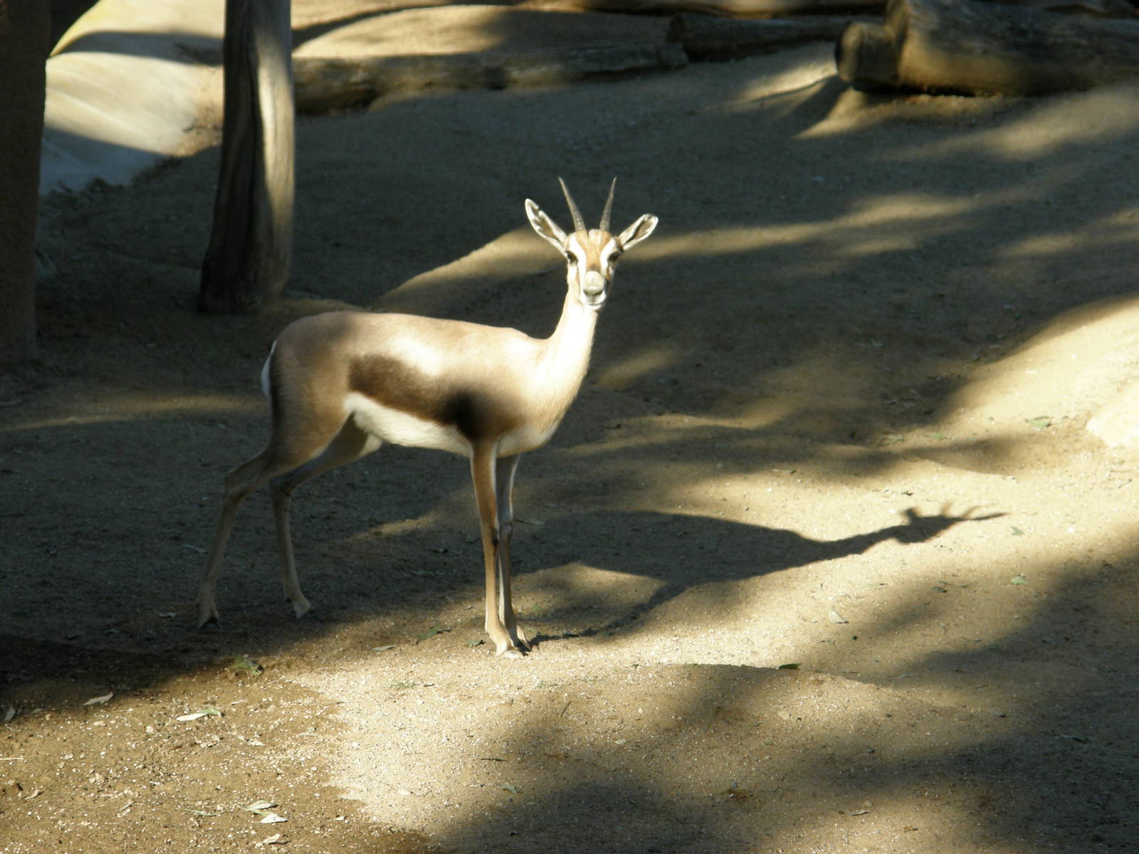 speke gazelle