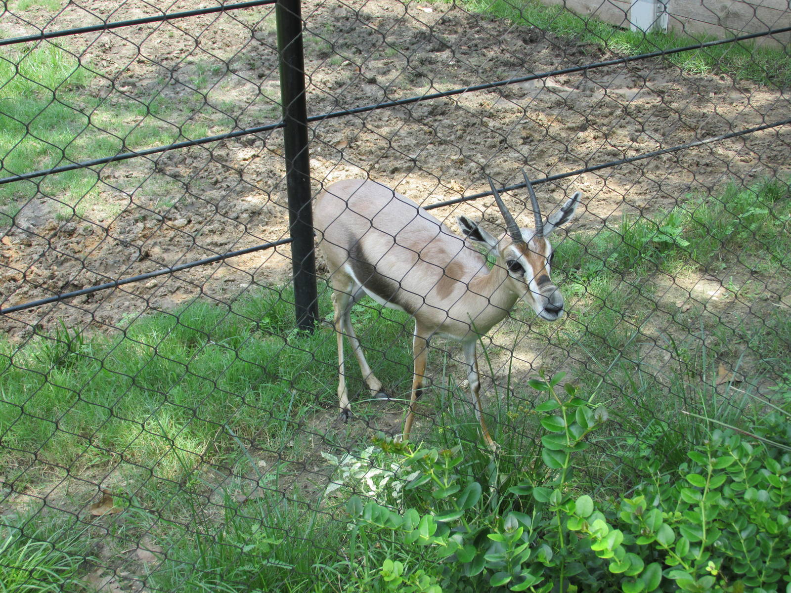 speke`s gazelle houston zoo