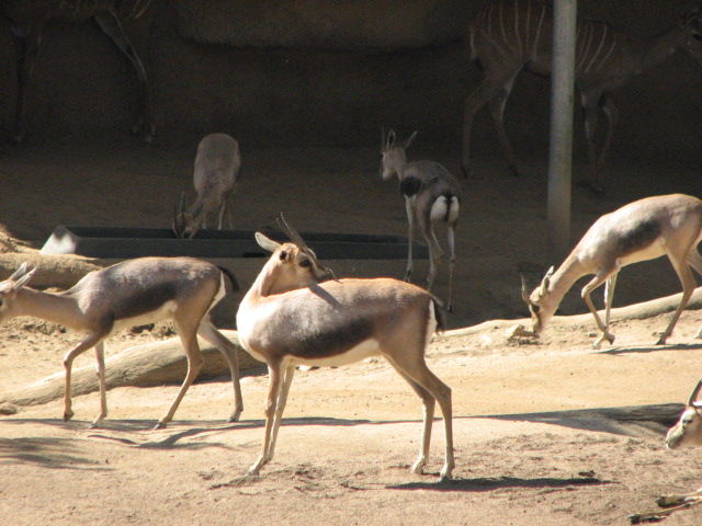 Speke?s gazelles