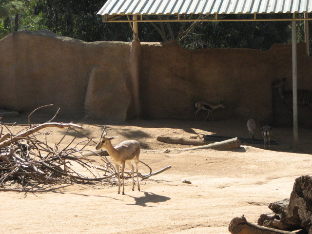 Speke?s gazelles