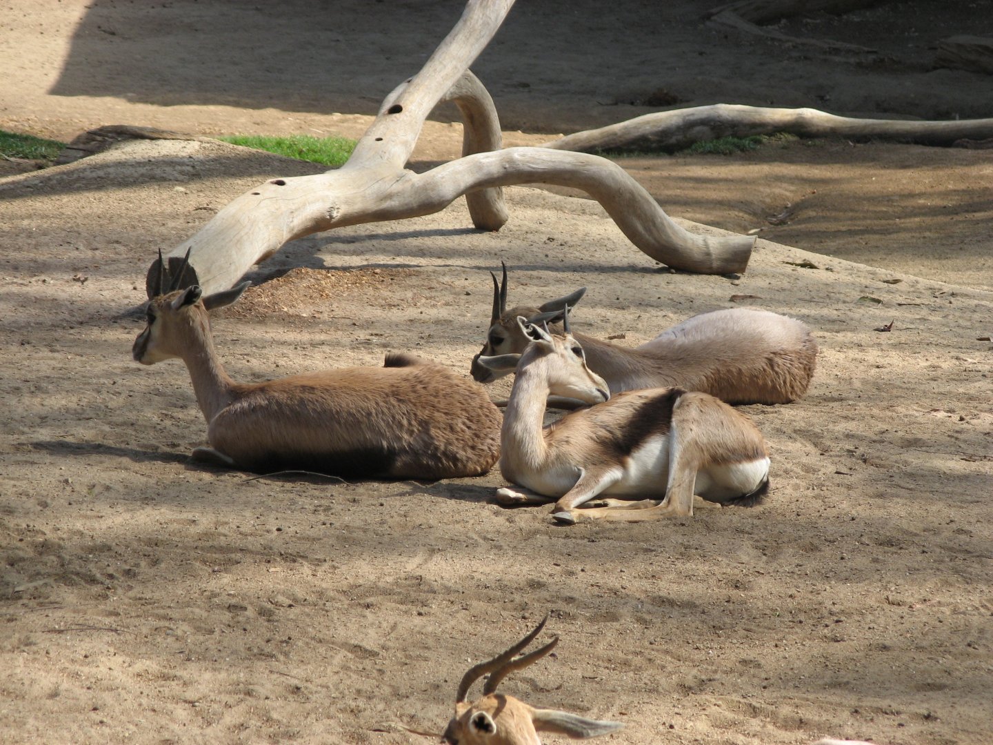 Speke's Gazelle (2008)