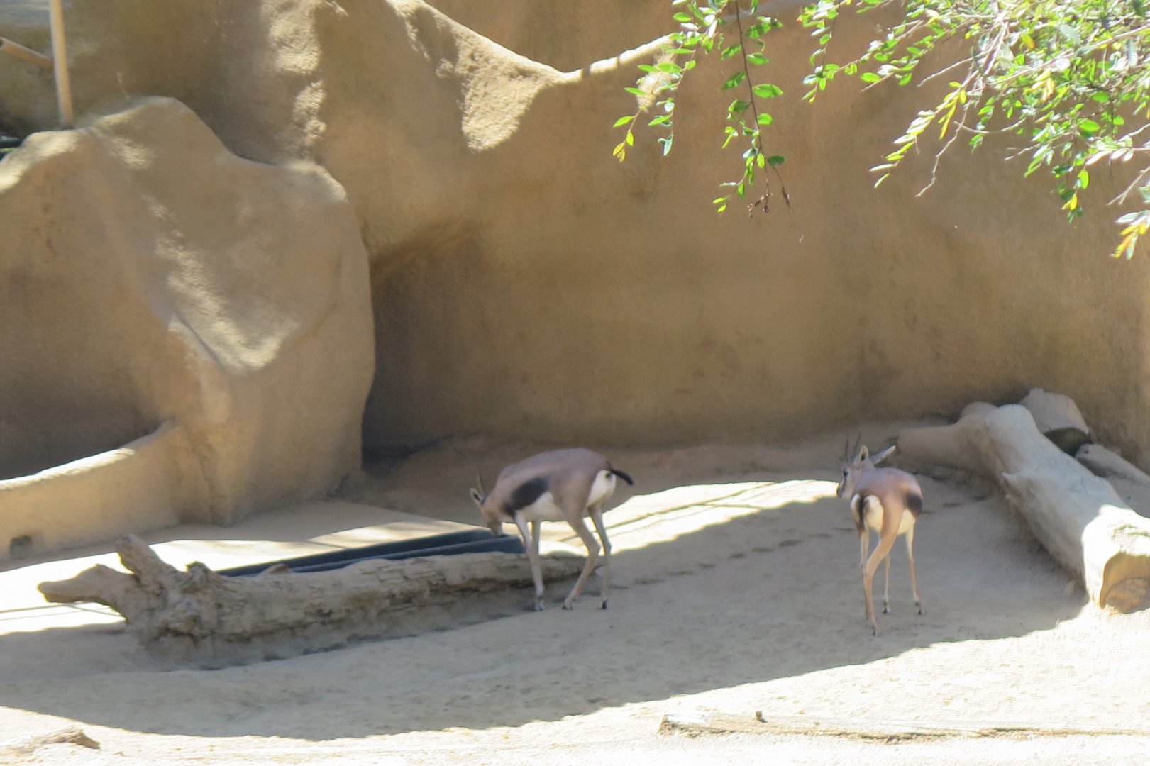 Speke's Gazelle(8/23/2024)