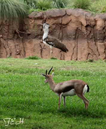 spekes gazelle and kori bustard