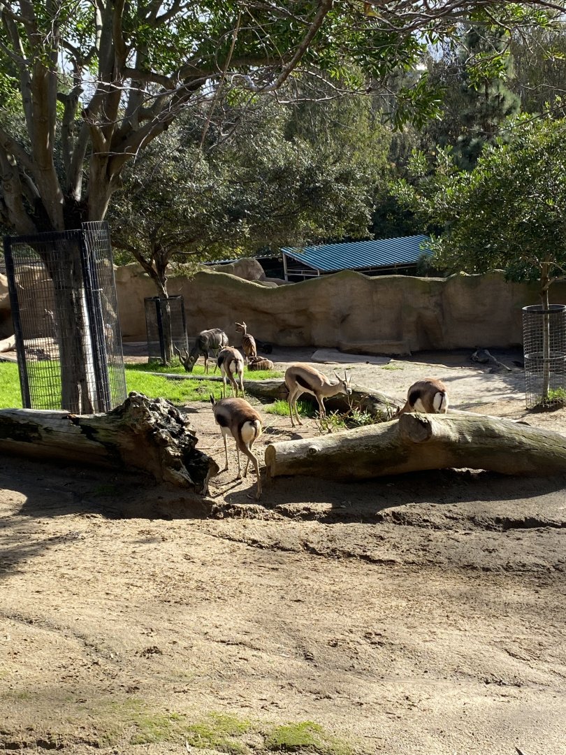 Speke’s Gazelle (and Lesser Kudu in the background)