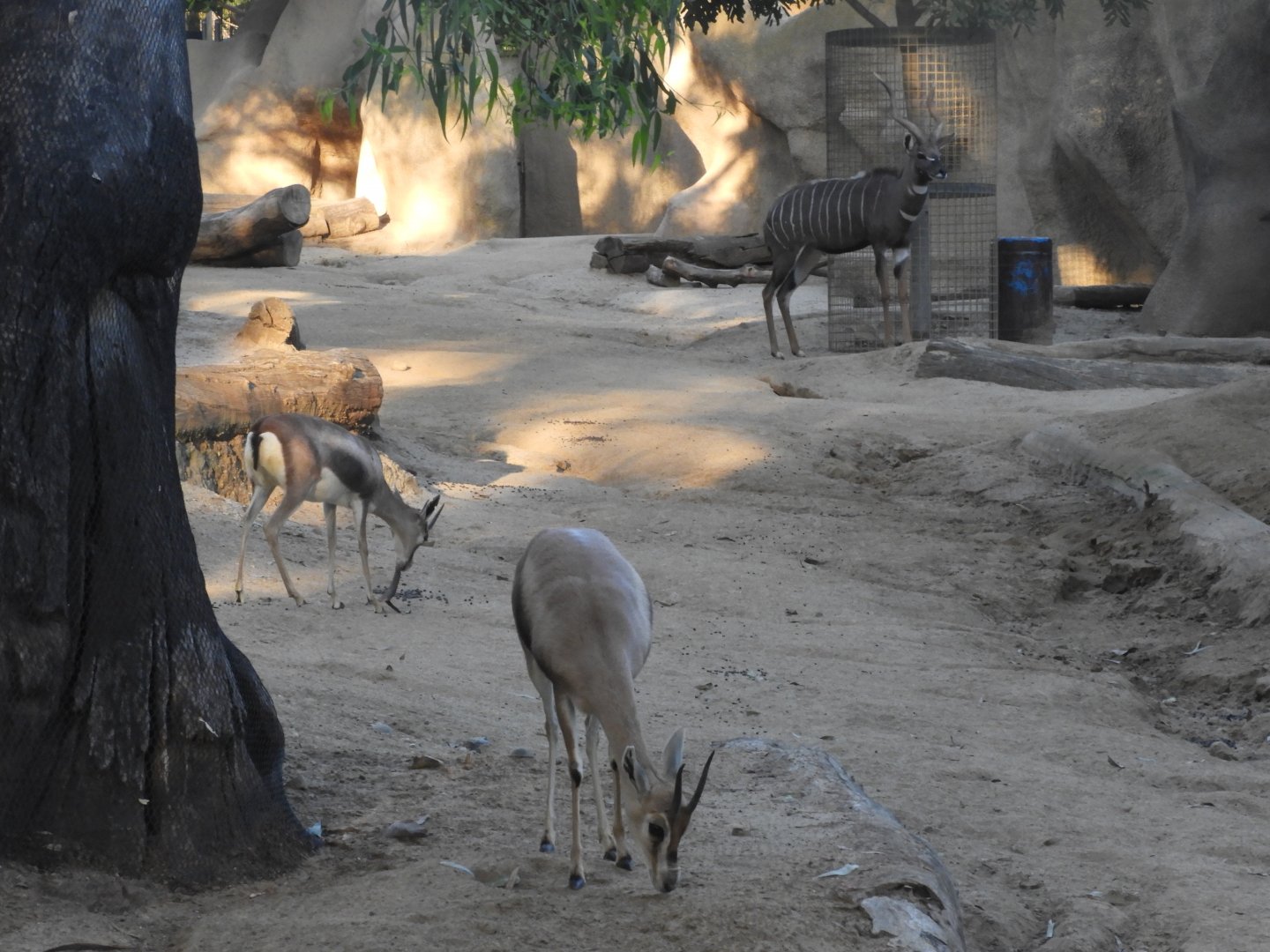 Speke's gazelle and lesser kudu