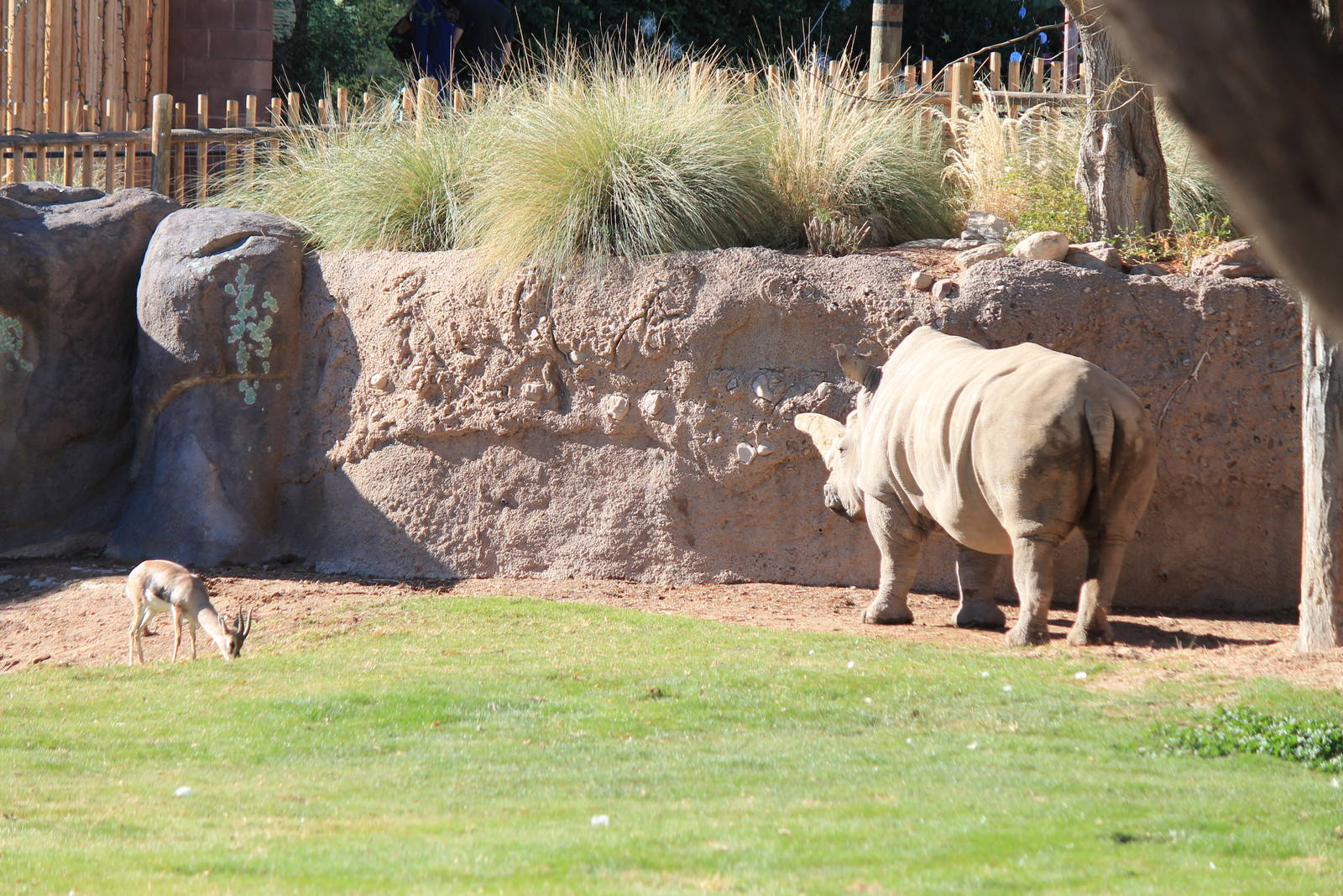 Speke's Gazelle and White Rhino