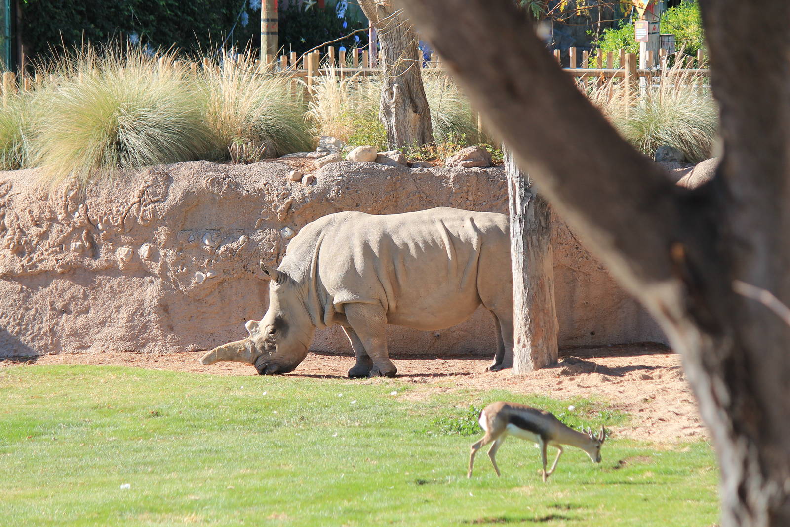 Speke's Gazelle and White Rhino