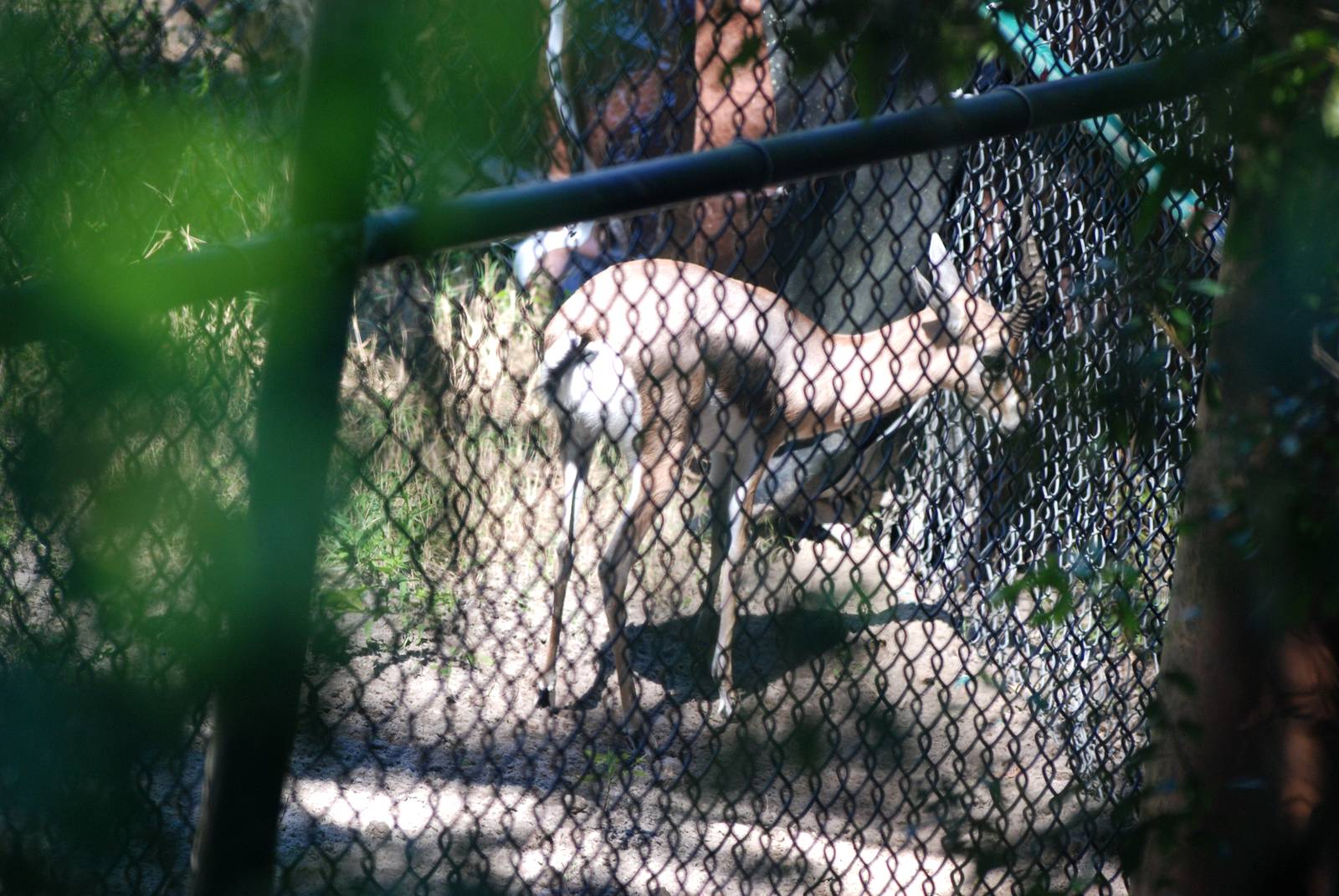 Speke's Gazelle at Jacksonville, 10/10/13