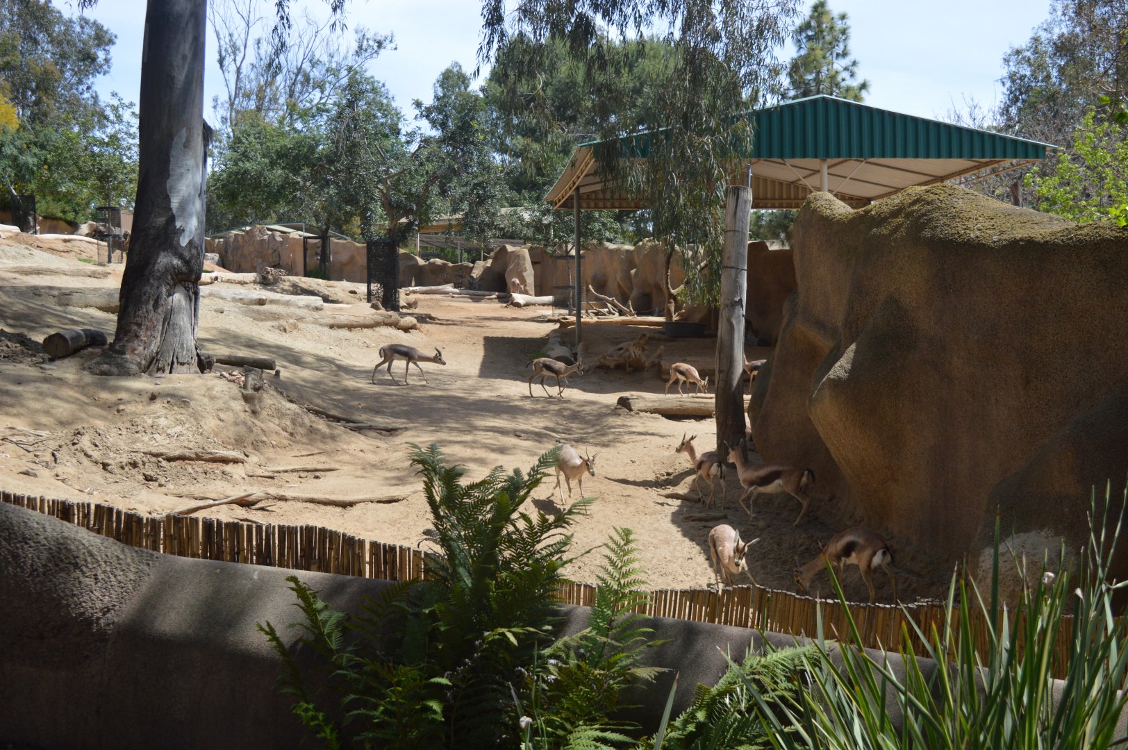 Spekes Gazelle Exhibit