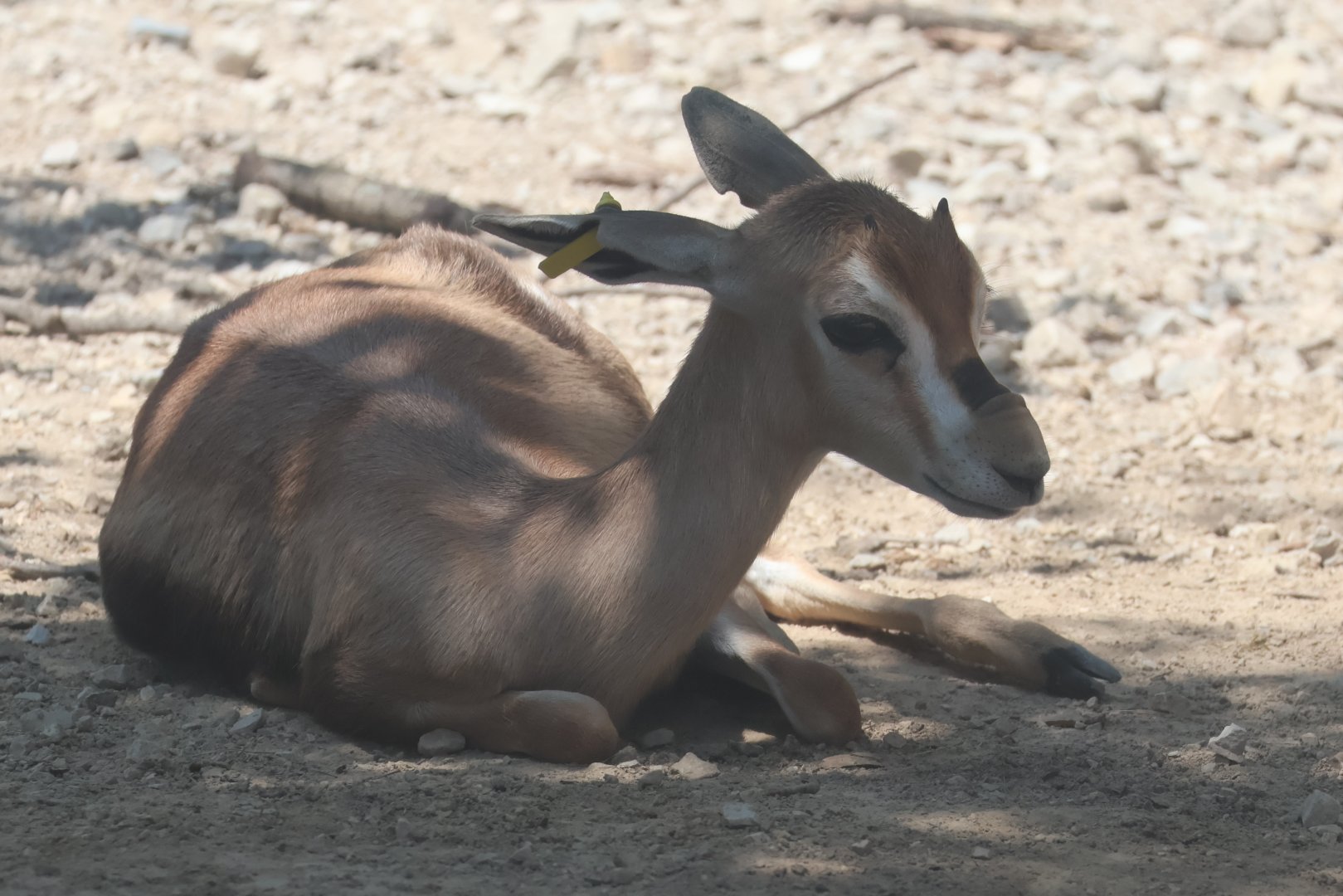 Speke's gazelle fawn