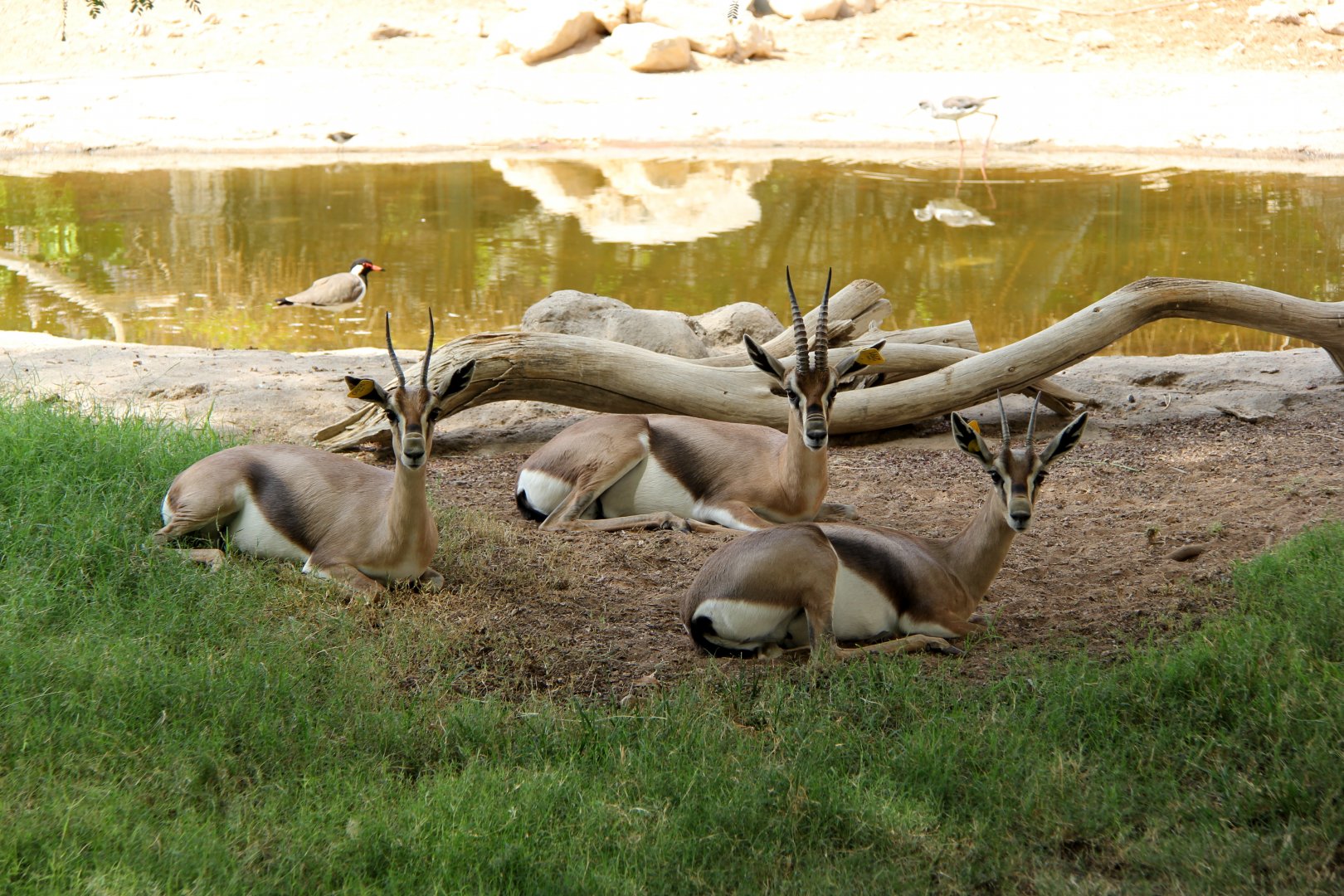 Speke's gazelle (Gazella spekei)