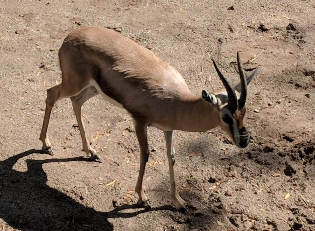 Speke's gazelle (Gazella spekei)