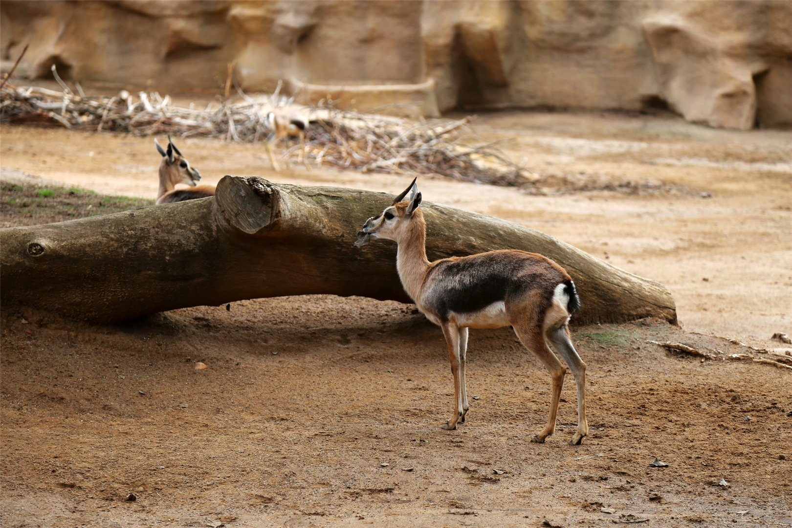Speke's Gazelle (Gazella spekei)