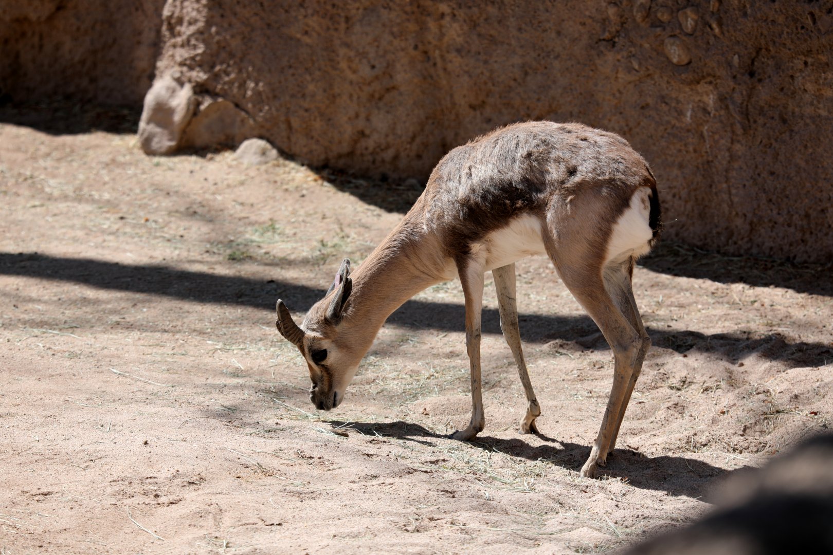 Speke's gazelle (Gazella spekei)